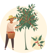 Harvesting